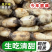 莲藕白莲藕产地看货论价保质保量欢迎订购