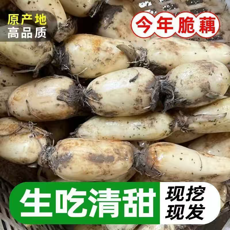 莲藕白莲藕产地看货论价保质保量欢迎订购