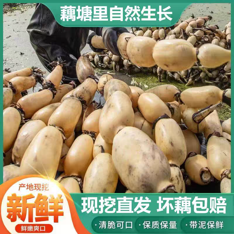 莲藕白莲藕产地看货论价保质保量欢迎订购