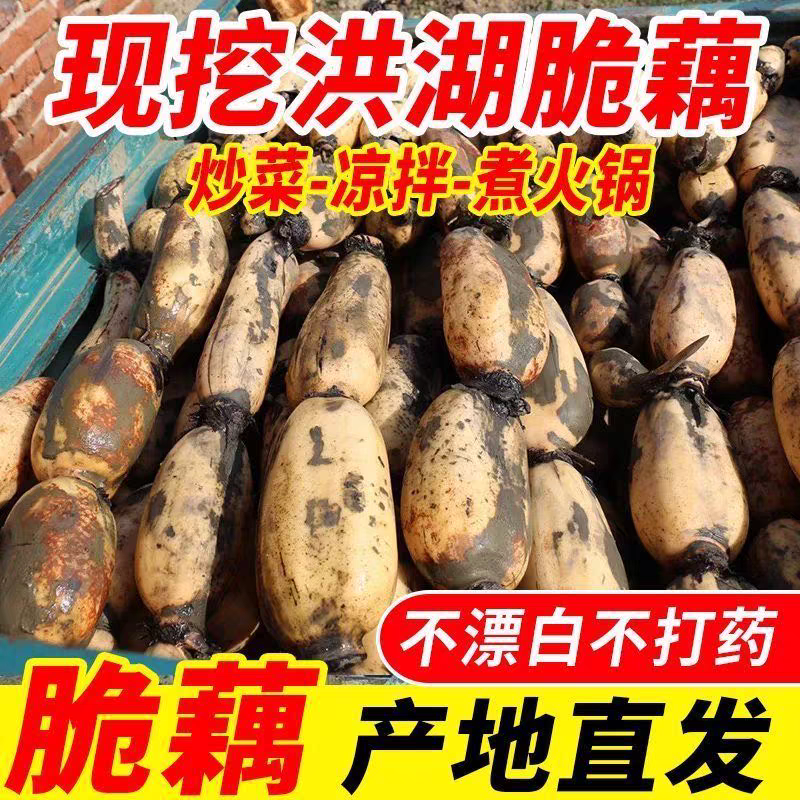 莲藕白莲藕产地看货论价保质保量欢迎订购