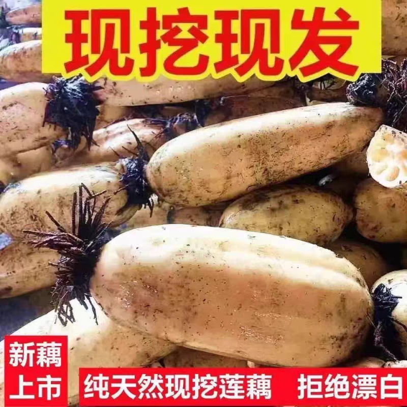 莲藕白莲藕产地看货论价保质保量欢迎订购