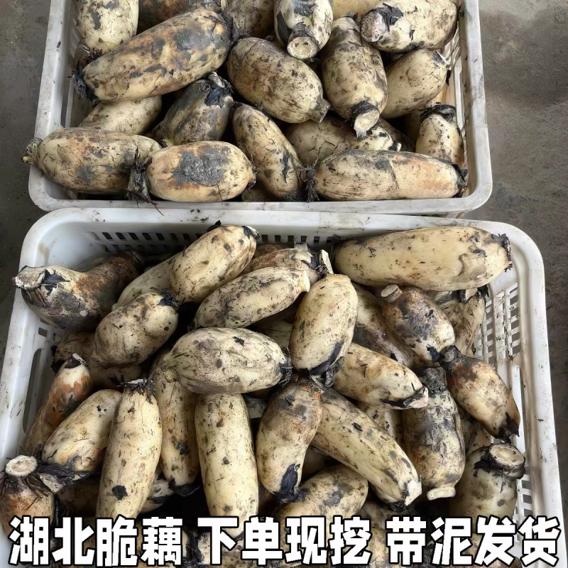 莲藕白莲藕产地看货论价保质保量欢迎订购
