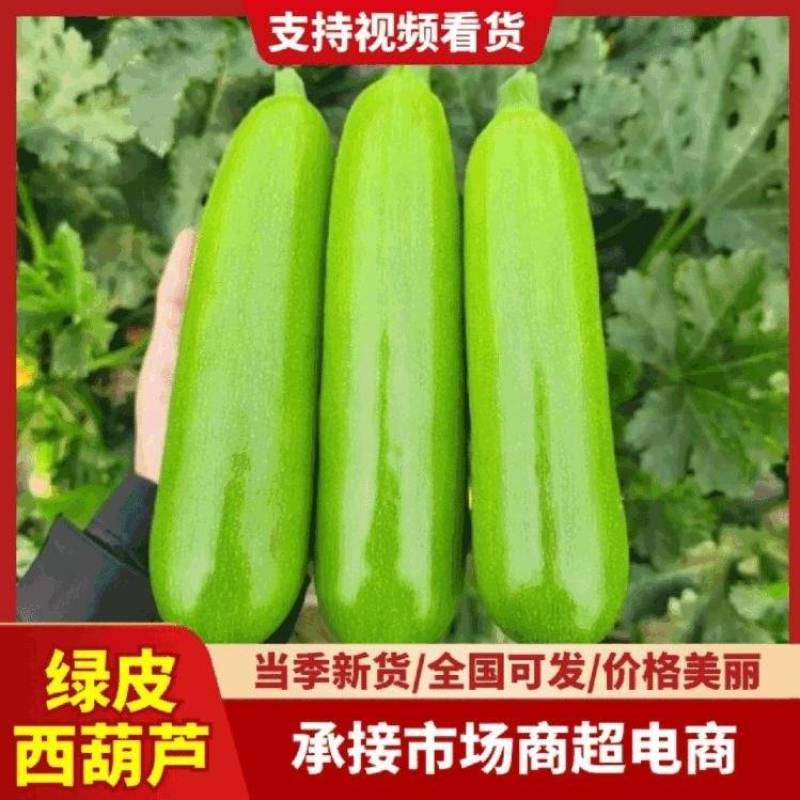 西葫芦山东大棚西葫芦电商超市市场翠绿视频看货