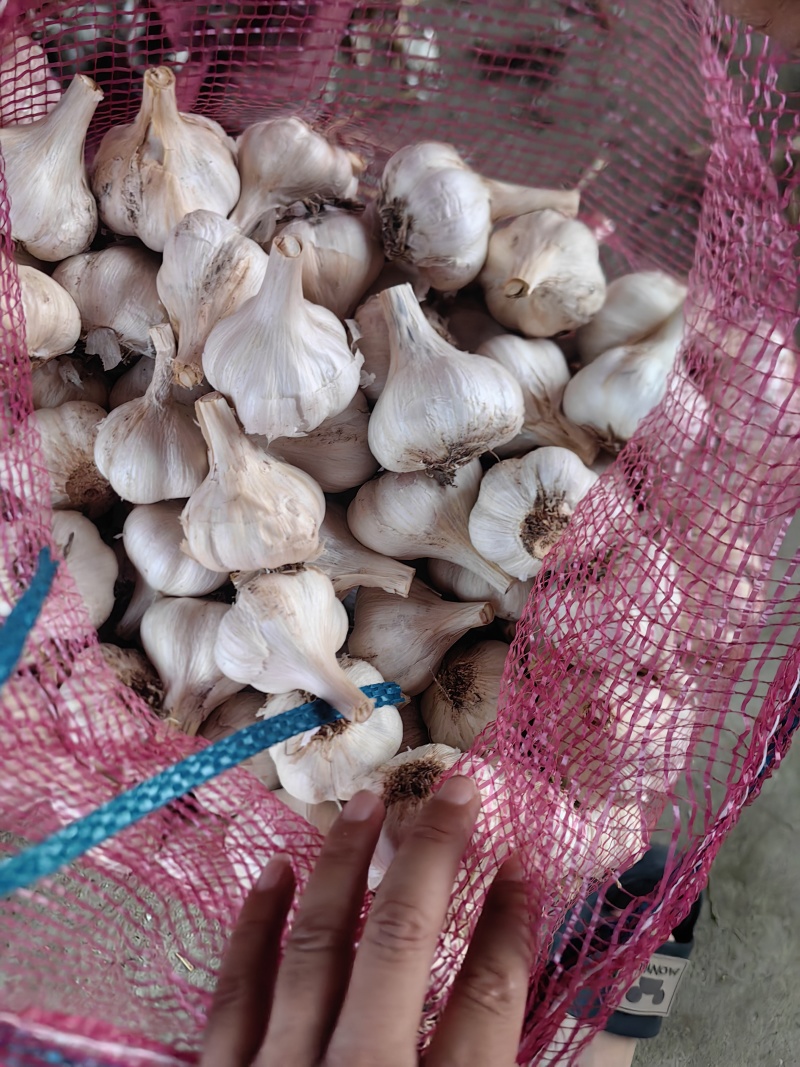苍山大蒜特级蒜兰陵大蒜产地直销