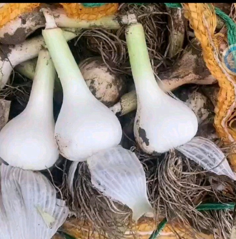 东北吉林青蒜头，大量上市，一手货源，保质保量！！！