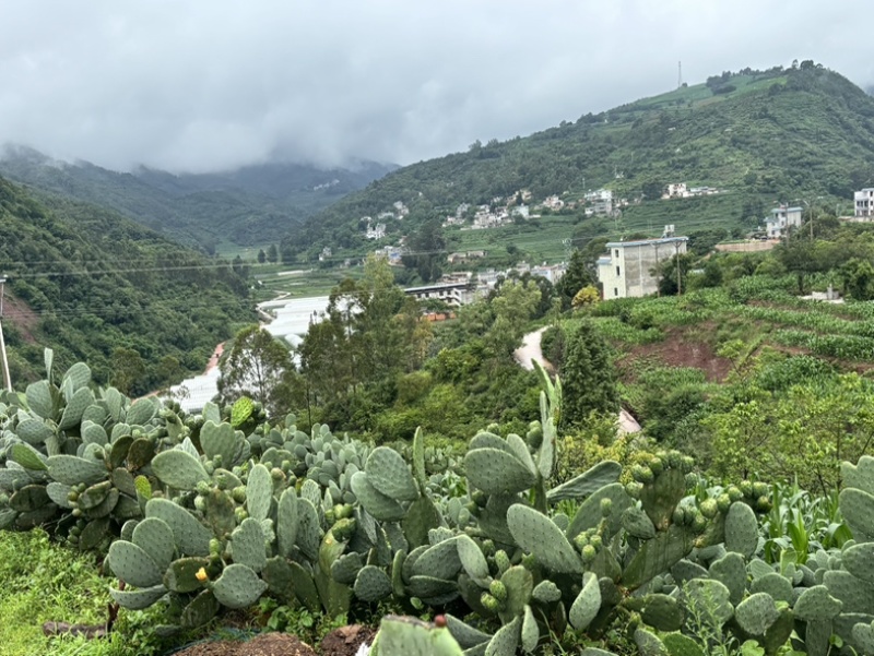 云南仙桃（仙人掌果）