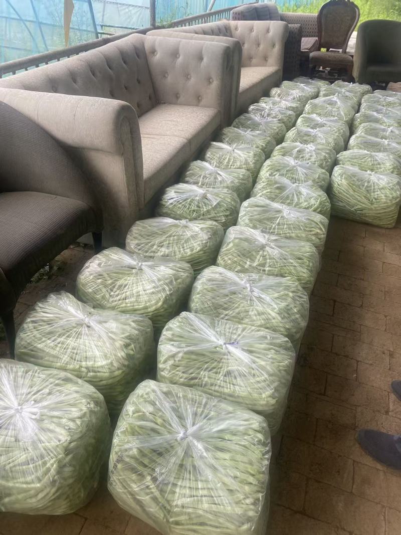 甘肃天水市白云豆