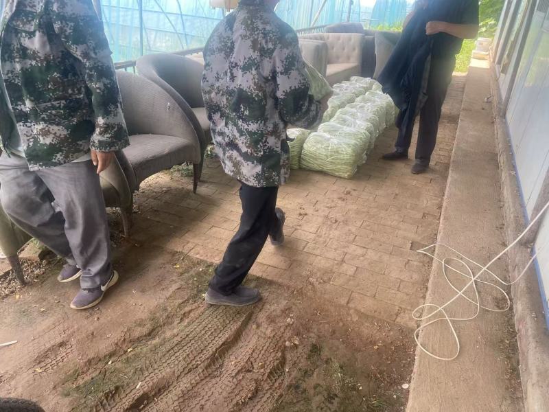 甘肃天水市白云豆