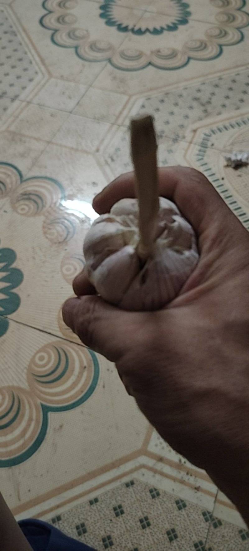 大蒜种子