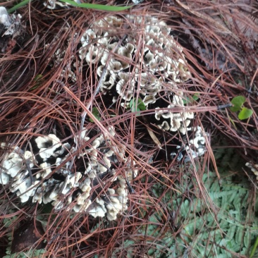 云南玉溪易门深山新鲜干巴菌野生菌产地一手批发供货