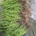 本地野生独脚金(疳积草)鲜货