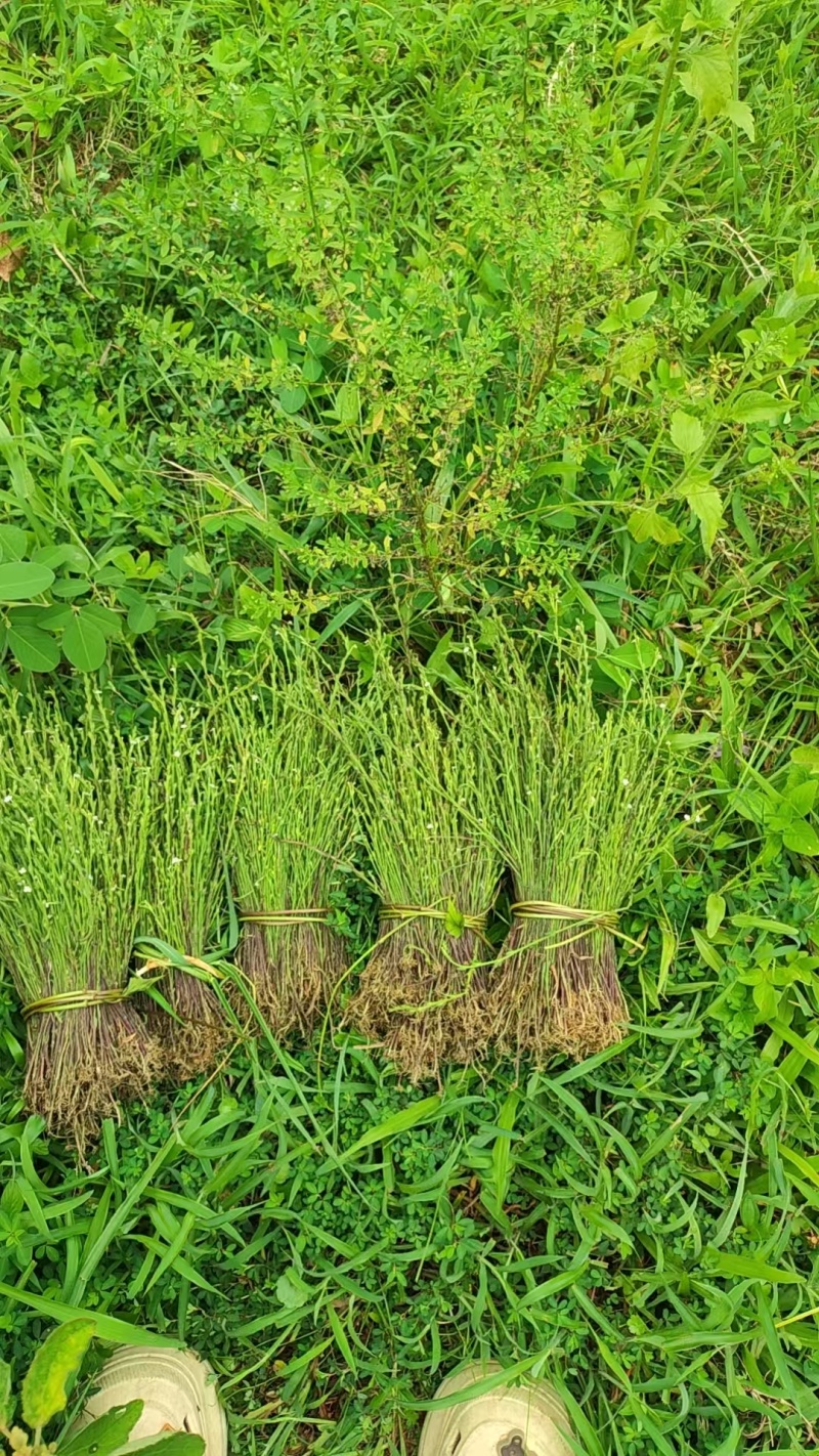 本地野生独脚金(疳积草)鲜货