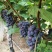自家果园大棚夏黑葡萄，阳光玫瑰