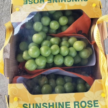 自家果园大棚夏黑葡萄，阳光玫瑰