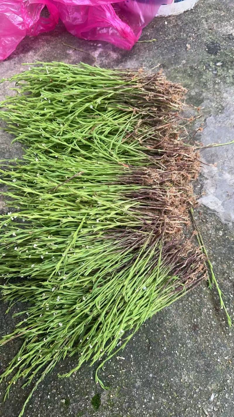本地纯野生独脚金(疳积草)
