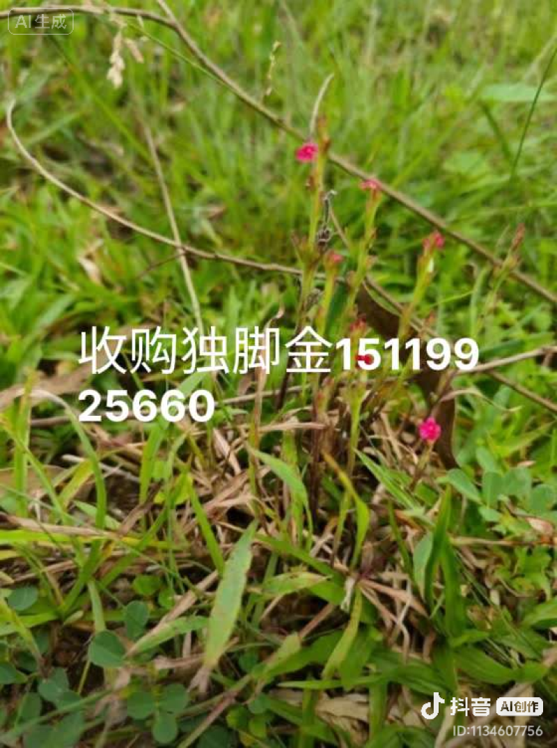 本地纯野生独脚金(疳积草)