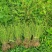 本地纯野生独脚金(疳积草)