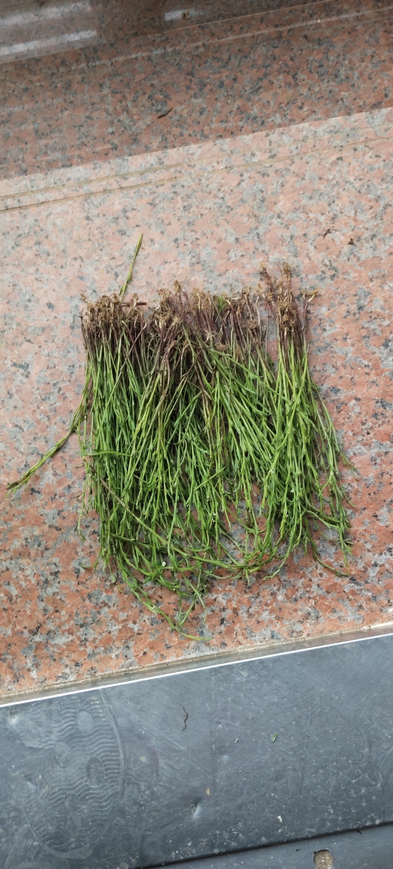 本地纯野生独脚金(疳积草)