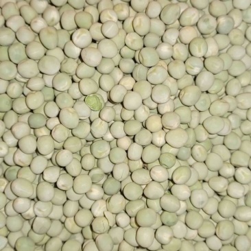 乌克兰干绿豌豆含税价非转基因有欧盟认证6mm-10mm通