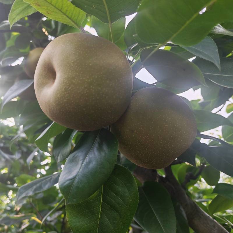 翠冠梨大量上市