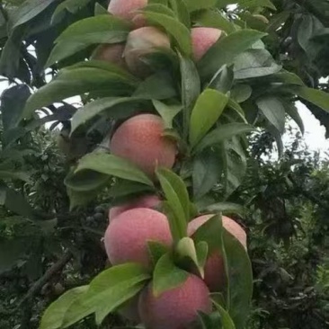 桃形李