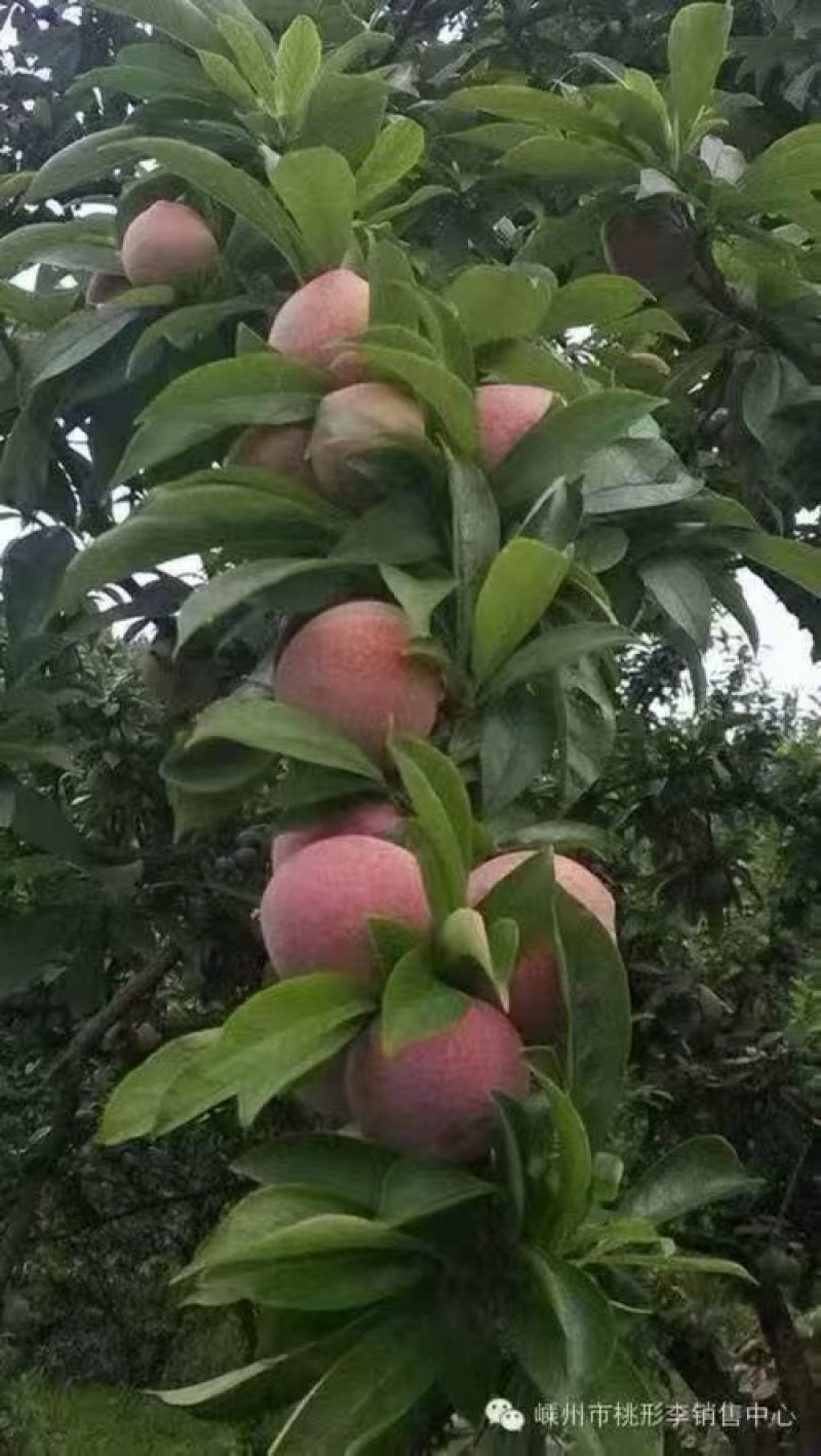 桃形李