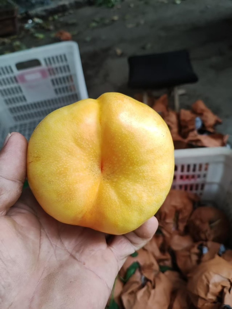 黄蟠桃