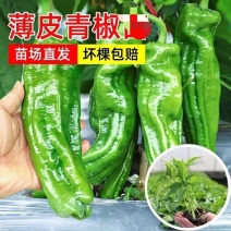 精品薄皮辣椒大黑皱皮半薄皮品质有保障，需要的请联系。