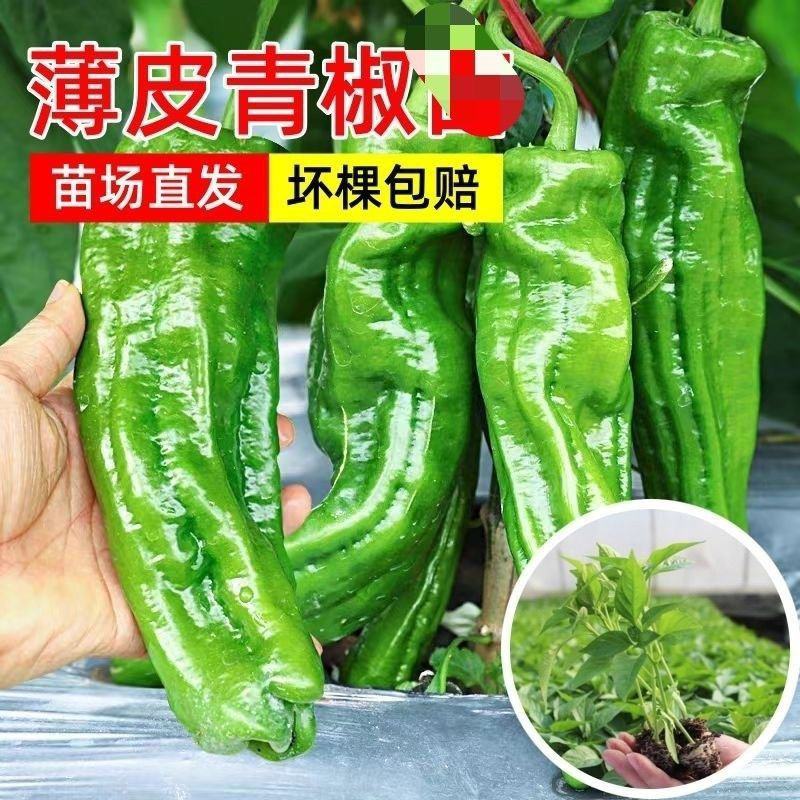 精品薄皮辣椒大黑皱皮半薄皮品质有保障，需要的请联系。