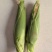鲜食玉米