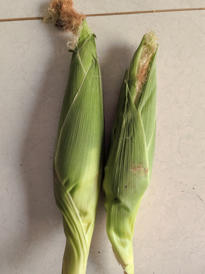 鲜食玉米