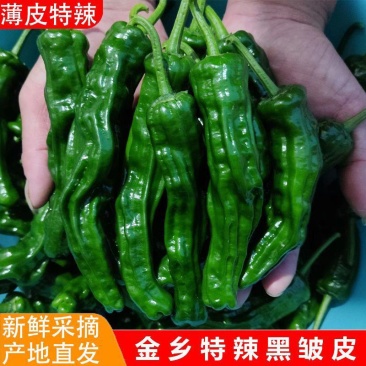 精品香辣大黑皱皮质量特好适合电商超市，市场，质量有保障