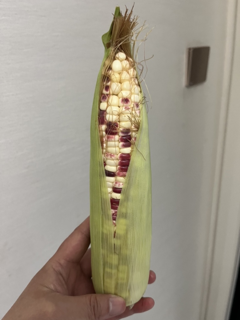 新鲜玉米