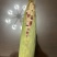 新鲜玉米