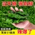 精品香辣大黑皱皮质量特好适合电商超市，市场，质量有保障