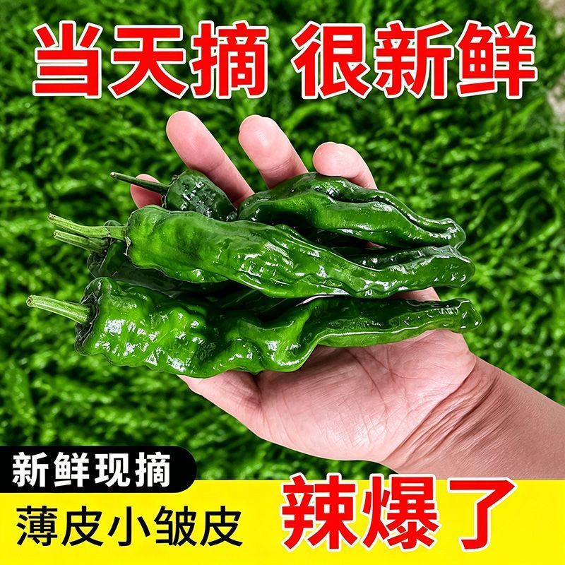 精品香辣大黑皱皮质量特好适合电商超市，市场，质量有保障