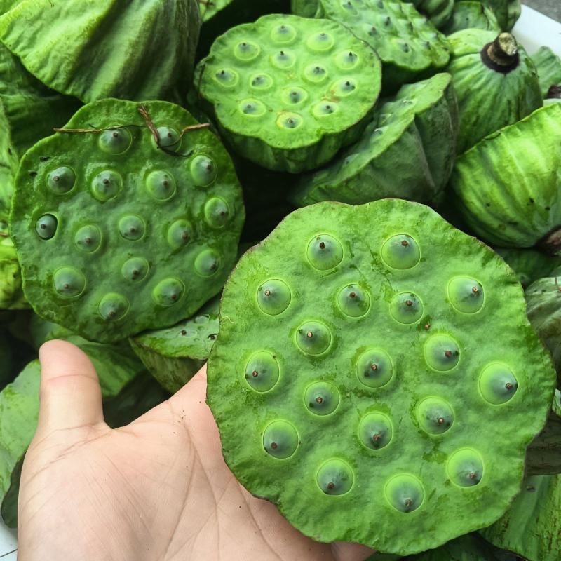夏日脆甜鲜莲蓬