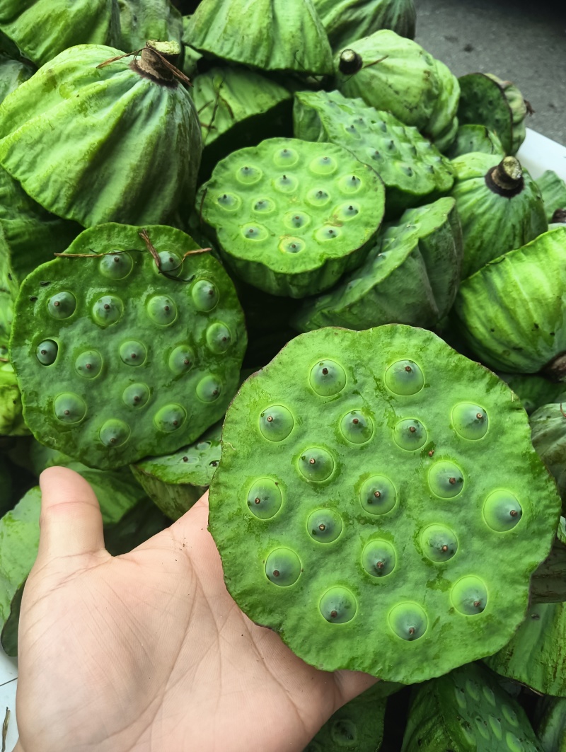 夏日脆甜鲜莲蓬