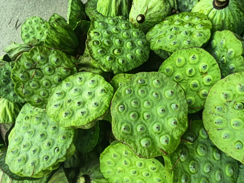 夏日脆甜鲜莲蓬