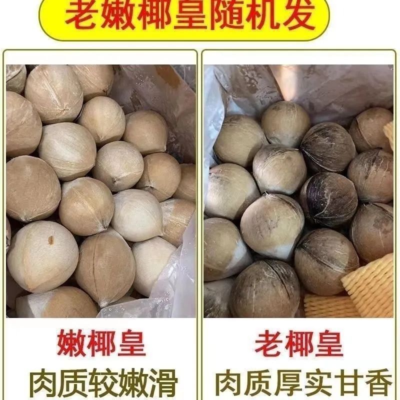 海南文昌牛奶椰皇（地标农产品）4～6个箱装当季新鲜采摘