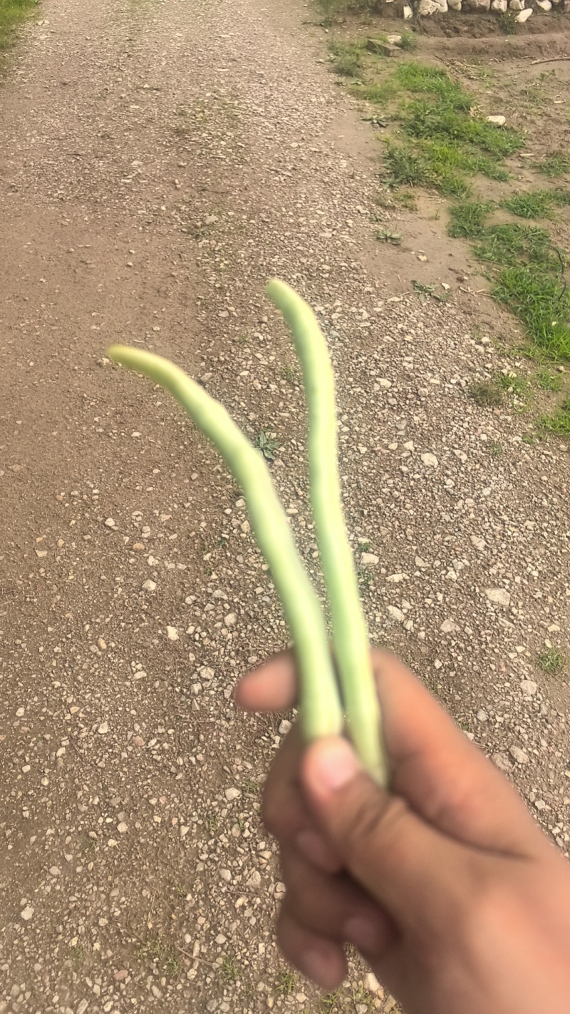 正宗白无丝