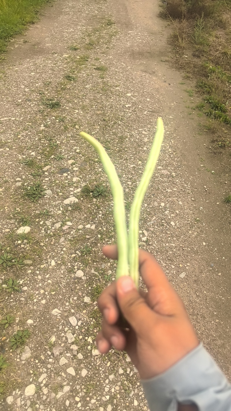 正宗白无丝