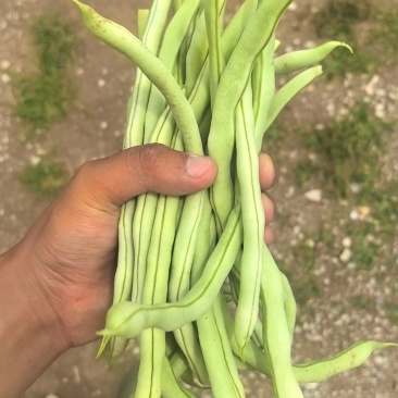 正宗白无丝