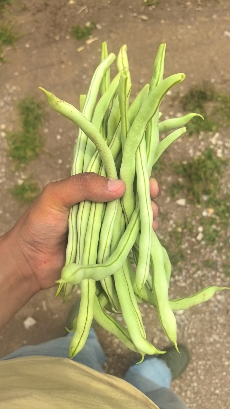 正宗白无丝