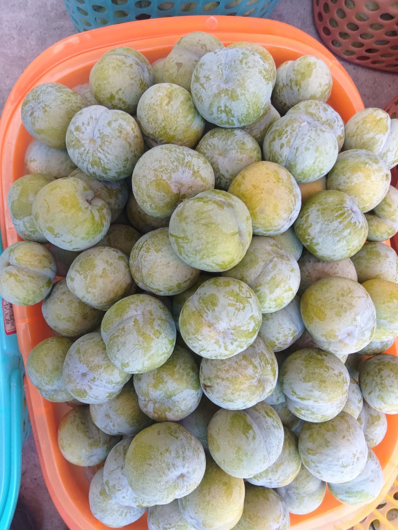 重庆巫溪青脆李