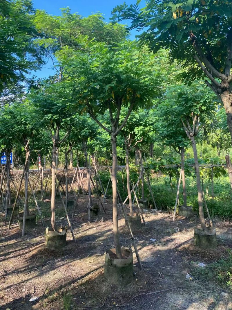 黄槐3-10分，大量现货待售