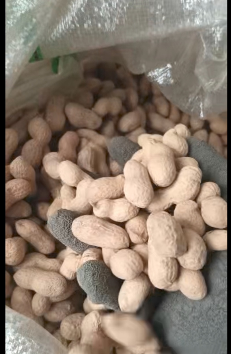 花生带壳花生山东大花生海花花生果手选花生果
