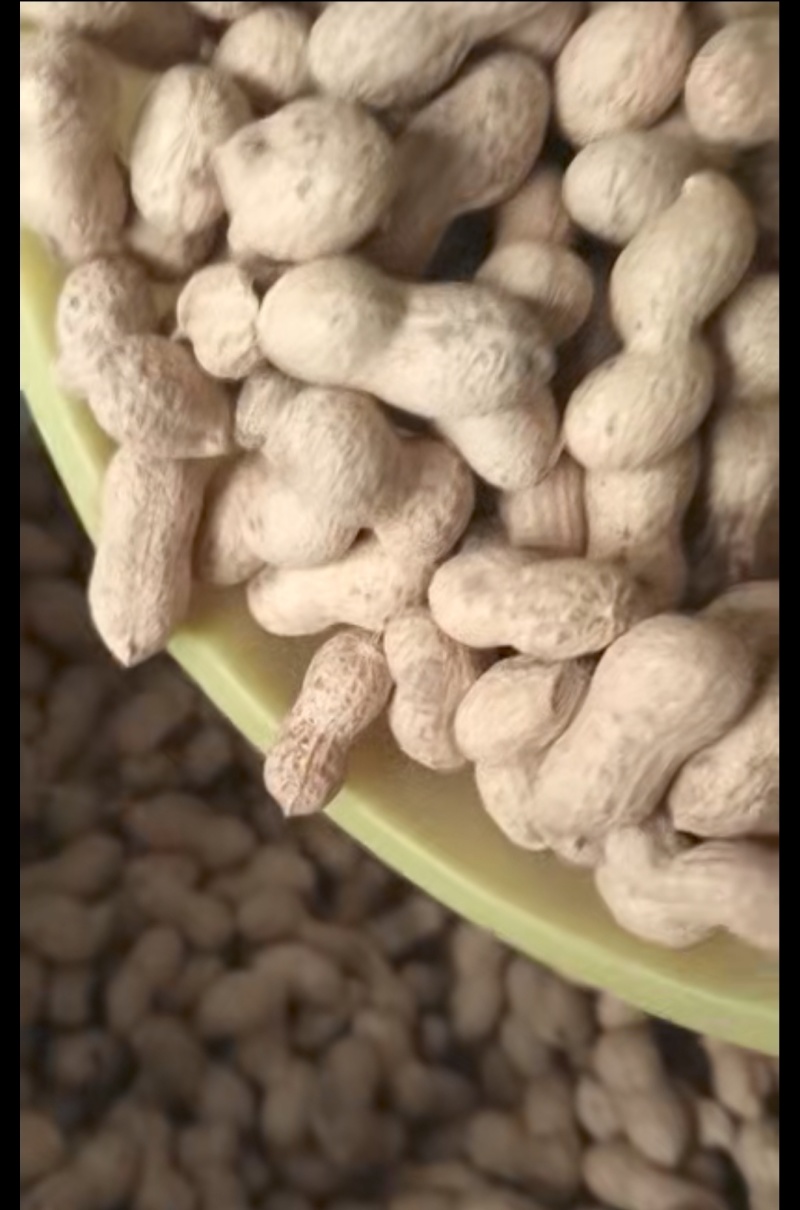 花生带壳花生山东大花生海花花生果手选花生果