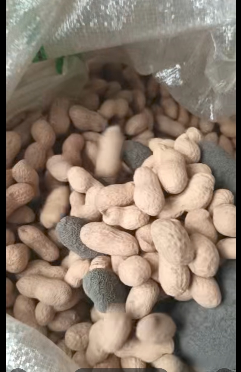 花生带壳花生山东大花生海花花生果手选花生果
