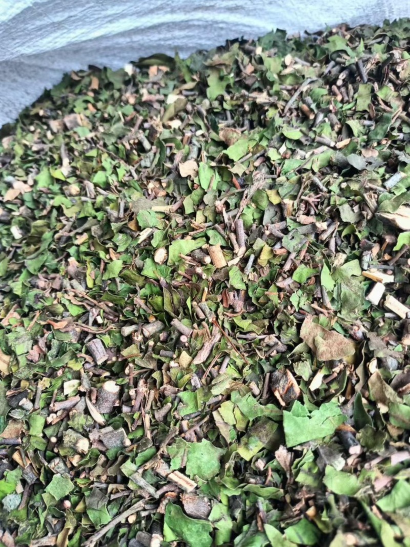 广西巴马寄生茶